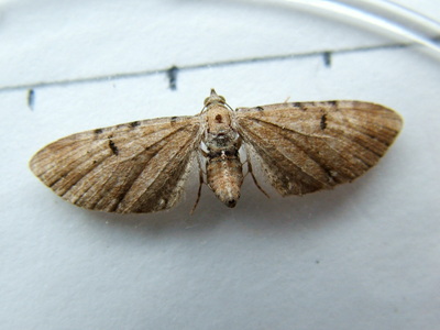 Wormwood Pug